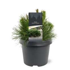 Pinus mugo 'Pumilio'|ohgreen New