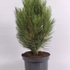 Pinus nigra Pyramidalis ( Zwarte den )|ohgreen Discount
