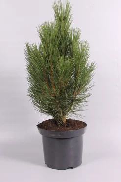 Pinus nigra Pyramidalis ( Zwarte den )|ohgreen Discount