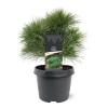 Pinus strobus Minima ( Witte Pijnboom )|ohgreen New
