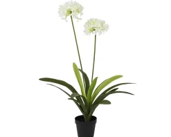 Plant|ohgreen Outlet