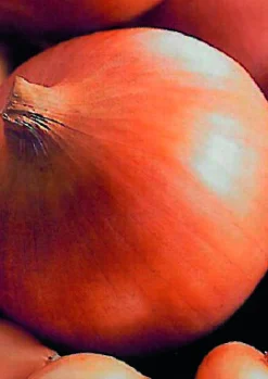 Plantajuin sturon 14/21 250g|ohgreen Discount