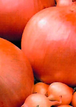 Plantajuin stuttgart 14/21 250g|ohgreen Discount