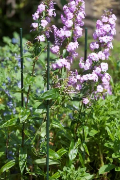 Plantstok d8mmh60cm groen|ohgreen Hot