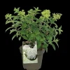 Pluimhortensia 'Bobo'|ohgreen Clearance
