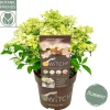 Pluimhortensia switch ophelia p19 h45|ohgreen Clearance