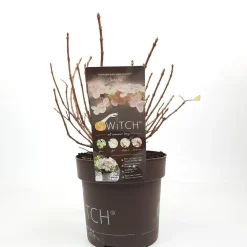 Pluimhortensia switch ophelia p19 h45|ohgreen Clearance