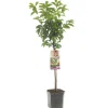 Pluot prunus dapple dandy laagstam|ohgreen New