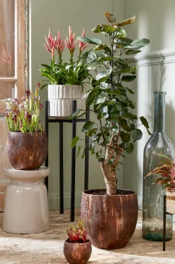 Pot apiro|ohgreen Sale