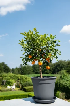 Pot essential 18cm|ohgreen Online