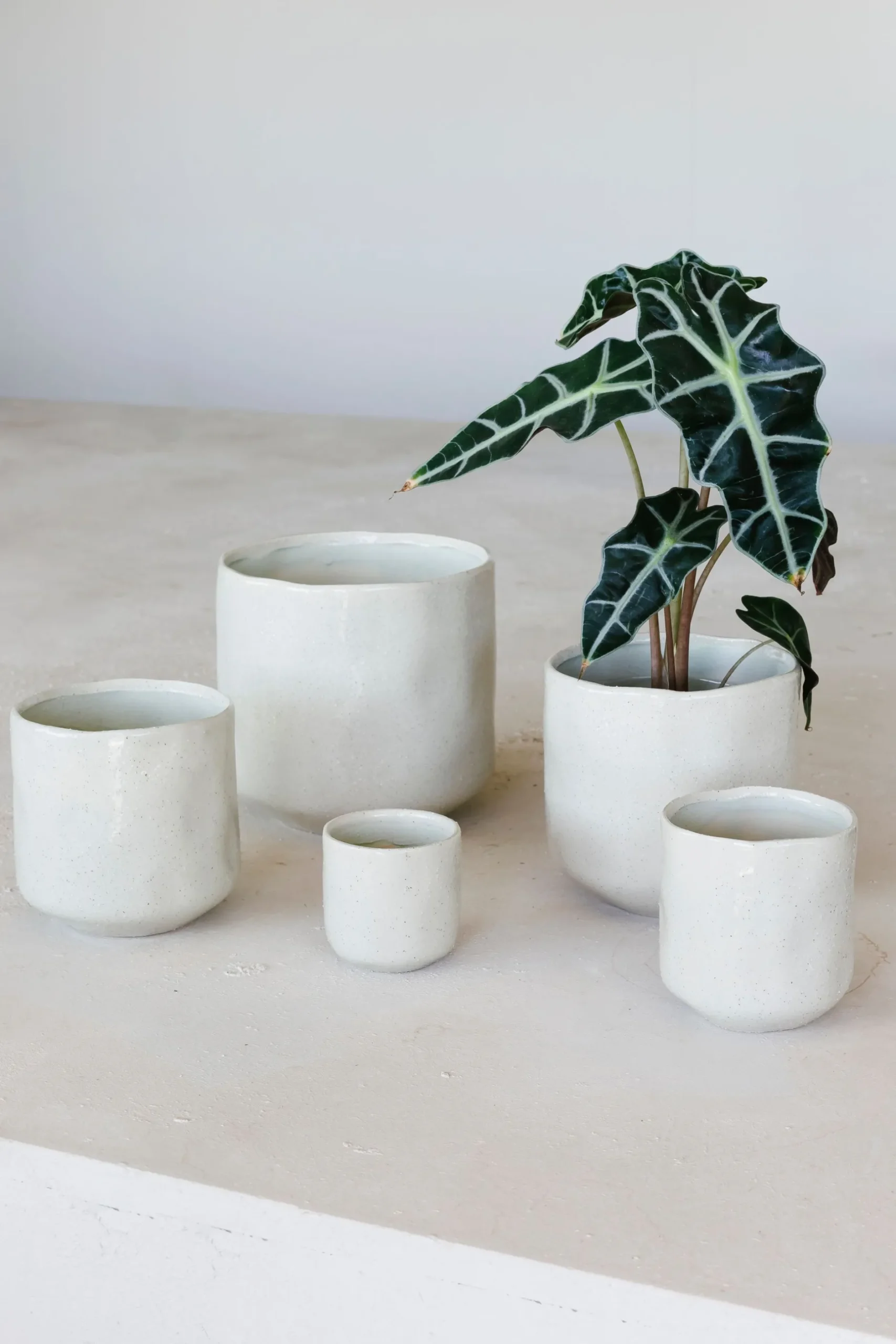 Pot glisten|ohgreen Outlet