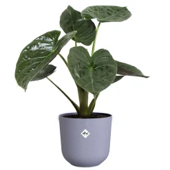 Pot jazz rond 26cm lavendel lila|ohgreen Discount