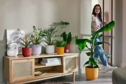 Pot jazz rond 19cm lavendel lila|ohgreen Online