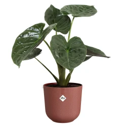 Pot jazz rond 26cm toscaans rood|ohgreen Online