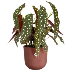 Pot jazz rond 16cm toscaans rood|ohgreen Online