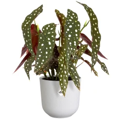 Pot jazz rond 16cm zijdewit|ohgreen Discount