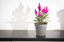 Pot rond happy 14 cm antraciet|ohgreen Outlet