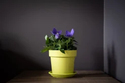 Pot rond happy 16 cm lime|ohgreen Sale