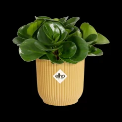Pot vibes fold 7cm botergeel|ohgreen Outlet