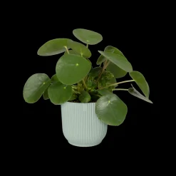 Pot vibes fold 18cm sorbet green|ohgreen Outlet