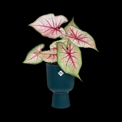 Pot vibes fold coupe 14cm diepblauw|ohgreen