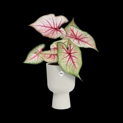 Pot vibes fold coupe 14cm zijdewit|ohgreen Sale