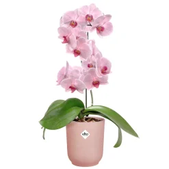 Pot Vibes fold orchidee|ohgreen Hot