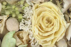 Potpourri|ohgreen Discount