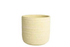 PRIMROSE Orch pot D14|ohgreen Online