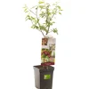 Pruim patioboompje prunus domestica victoria|ohgreen Online