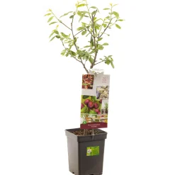 Pruim patioboompje prunus domestica victoria|ohgreen Online