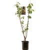 Pruim prunus domestica duo-pruim|ohgreen Clearance
