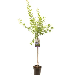 Pruimenboom prunus domestica hauszwetsch halfstam|ohgreen Outlet