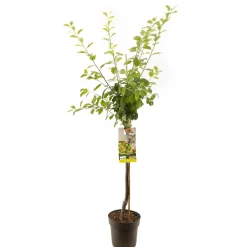 Pruimenboom prunus domestica ontario halfstam|ohgreen Outlet