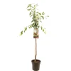 Pruimenboom prunus domestica victoria halfstam|ohgreen New