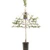 Pruimenboom prunus domestica opal leiboom|ohgreen Discount