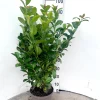 Prunus laurocerasus Ani ( Laurierkers )|ohgreen Clearance