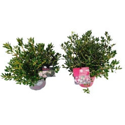 Rhododendron bloom p17 h25|ohgreen Clearance