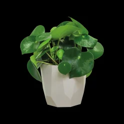 ROCK 14CM WARM GRIJS|ohgreen Online