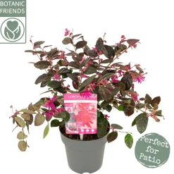 Rode franjeboom|ohgreen Outlet