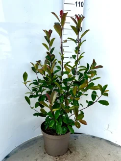 Rode glansmispel 'red robin' p29|ohgreen Outlet