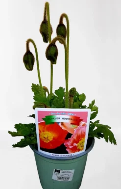 Rode klaproos p14|ohgreen