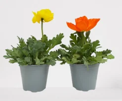 Rode klaproos p14|ohgreen