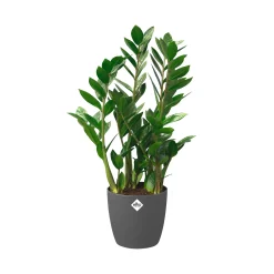 Rond 25cm|ohgreen New