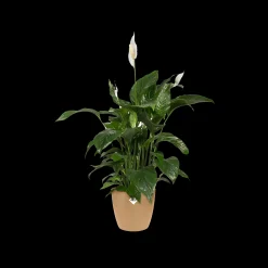 Rond 18cm|ohgreen Outlet