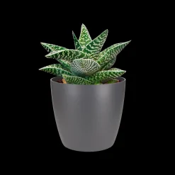 Rond 9,5cm|ohgreen New