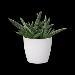 Rond 9,5cm|ohgreen New