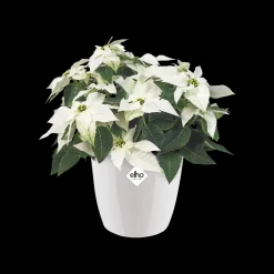 Rond diamond 16cm|ohgreen Hot