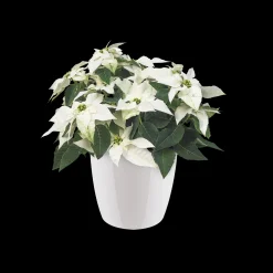 Rond diamond 22cm|ohgreen Online