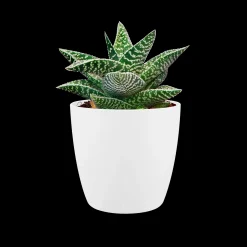 Rond mini 7cm|ohgreen Sale